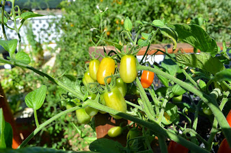 cherry tomatoes